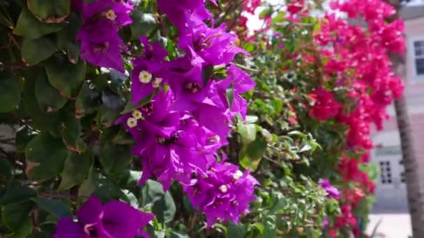 Bougainvillea Bloemen Een Zonnige Dag — Stockvideo