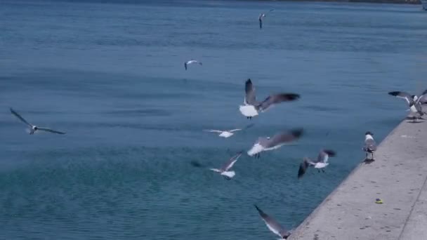 Flock Seagulls Seashore — Stock Video