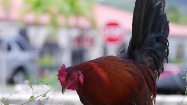 Rooster Walking Parking Lot — Stock Video