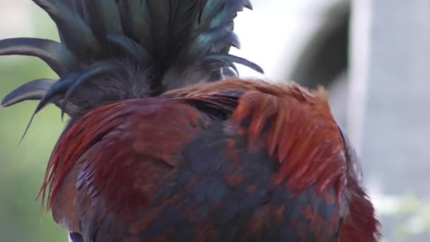 美丽的公鸡在草地上行走 — 图库视频影像