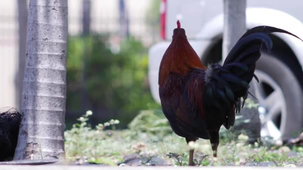 Gallo Caminando Cerca Del Estacionamiento — Vídeo de stock