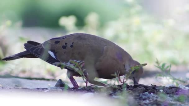 Dove Eats Seeds Grass — Stock Video