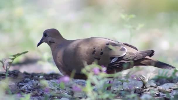 Taube Frisst Die Samen Aus Dem Gras — Stockvideo