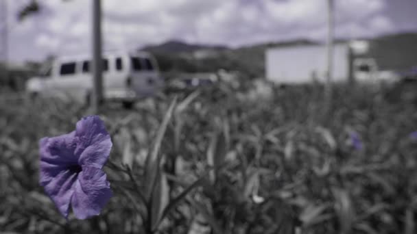 Μοναχικό Ανθισμένο Μωβ Λουλούδι Κοντά Στο Δρόμο Κυκλοφορίας — Αρχείο Βίντεο