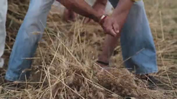 Ernte Des Manuell Geernteten Getreides Auf Dem Feld — Stockvideo