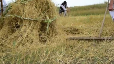 El ile elde tanesi sahada 1 Temmuz 2017 Zrenjanin, Voyvodina, Sırbistan toplama