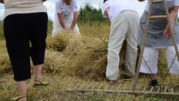 Collecting Manually Reaped Grain Field July 2017 Zrenjanin Vojvodina Serbia — Stock Video