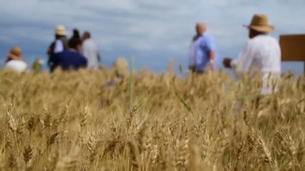 金黄五谷的领域与人在背景 2017年7月1日 尼亚宁 伏丁那 塞尔维亚 — 图库视频影像