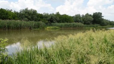 güneşli gün yorgun olur iken nehrin etrafında yeşil doğa