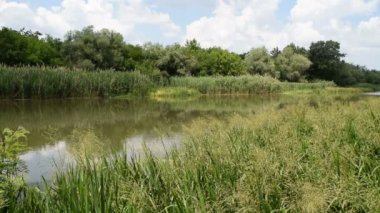 3 in 1 yeşil doğa nehrin güneşli gün yorgun olur iken çevresinde