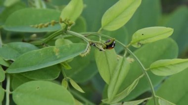 Bir genç akasya ağacının yaprak üzerinde kırmızı uğur böceği 