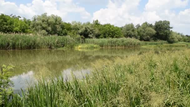 Grüne Natur Rund Den Fluss Während Der Sonnige Tag Müde — Stockvideo