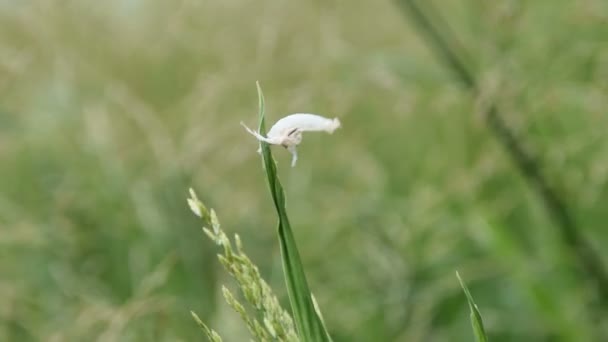 Dragonfly Larval Skin — Stock Video