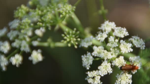 Maggiolino Soldato Rosso Comune Che Accoppia Sul Fiore Aneto Bianco — Video Stock