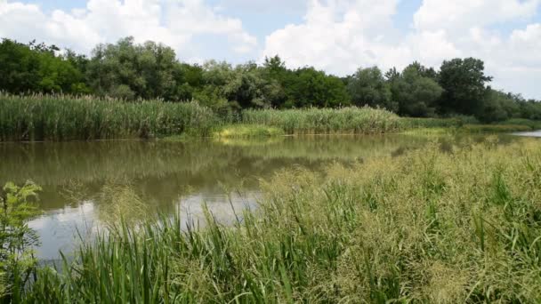 Grüne Natur Rund Den Fluss Während Der Sonnige Tag Müde — Stockvideo