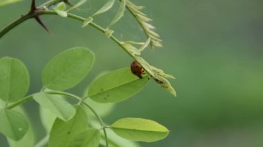 Bir genç akasya ağacının yaprak üzerinde kırmızı uğur böceği 
