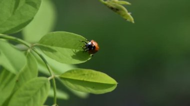 Bir genç akasya ağacının yaprak üzerinde kırmızı uğur böceği 