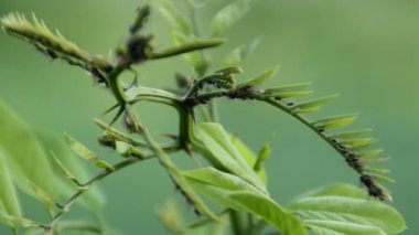 Bitleri bir genç akasya ağacı üzerinde 