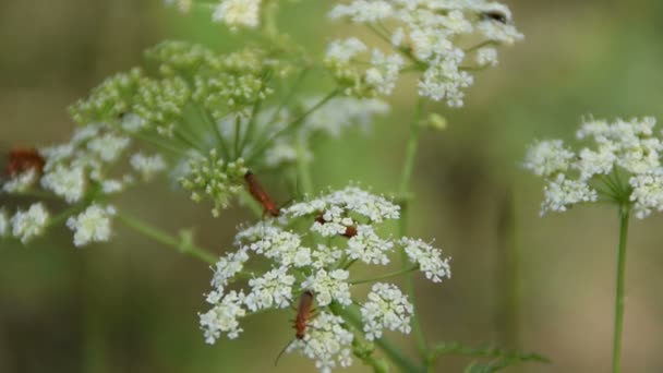 Common Red Soldier Beetle Mating White Dill Flower — Stock Video