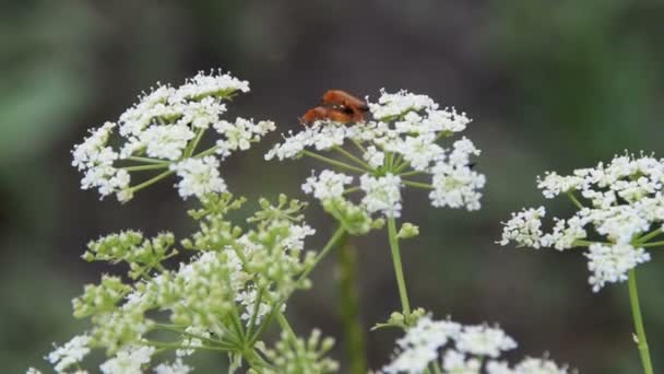 Beyaz Dereotu Çiçek Çiftleşme Ortak Kırmızı Asker Böceği — Stok video