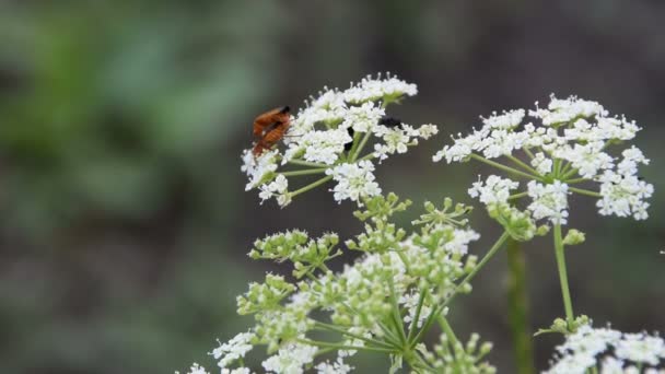 Beyaz Dereotu Çiçek Çiftleşme Ortak Kırmızı Asker Böceği — Stok video