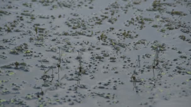 Libellen auf dem Flussgras bei der Paarung
