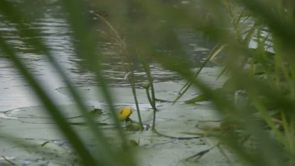 Δίπλα Στον Ποταμό Μεταξύ Φυτών Κίτρινο Νούφαρο — Αρχείο Βίντεο