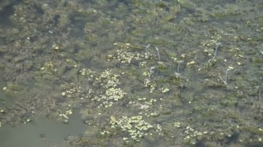 Nehir çimen çiftleşme üzerinde yusufçuk