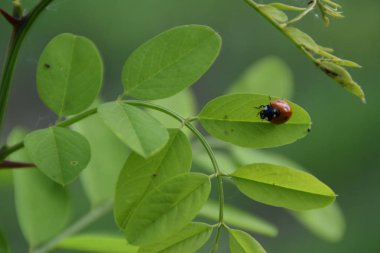 Bir genç akasya ağacının yaprak üzerinde kırmızı uğur böceği