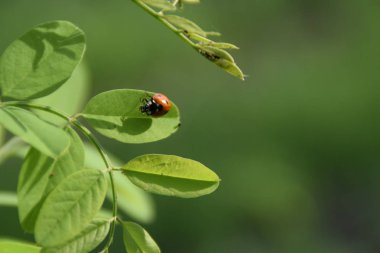 Bir genç akasya ağacının yaprak üzerinde kırmızı uğur böceği