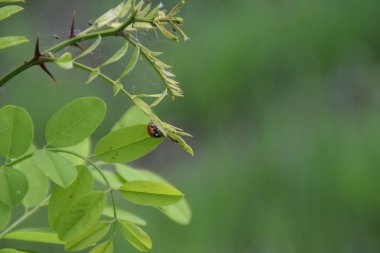 Bir genç akasya ağacının yaprak üzerinde kırmızı uğur böceği
