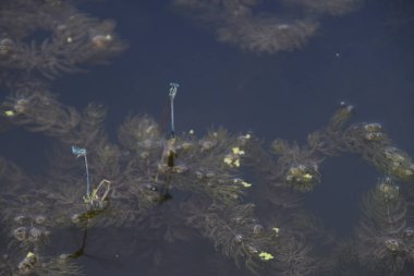 Nehir çimen çiftleşme üzerinde yusufçuk