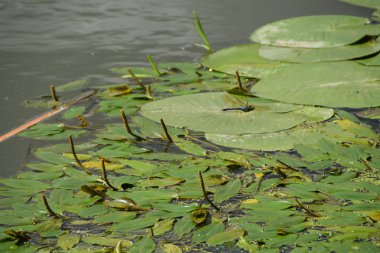 Nehri su zambakları tam üzerinde mavi yusufçuk