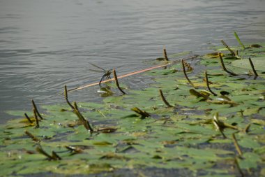 Nehri su zambakları tam üzerinde mavi yusufçuk