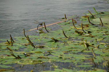Nehri su zambakları tam üzerinde mavi yusufçuk