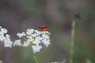Beyaz dereotu çiçek çiftleşme ortak kırmızı asker böceği