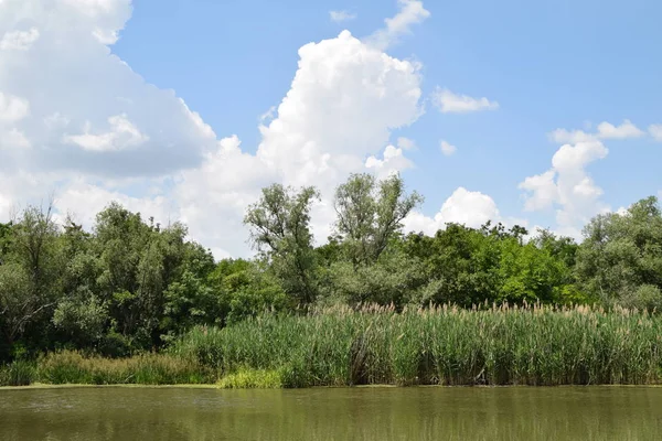 güneşli gün yorgun olur iken nehrin etrafında yeşil doğa
