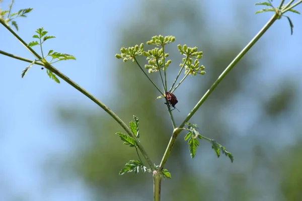 Beyaz dereotu çiçek kırmızı hata