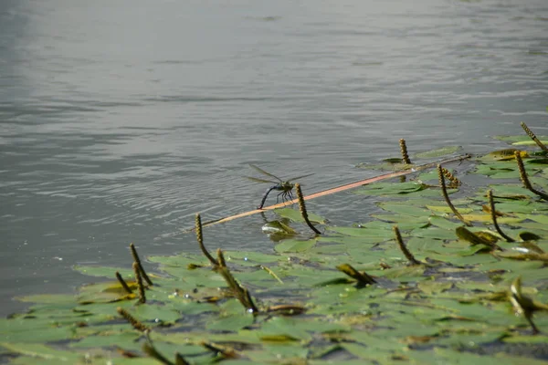 Nehri su zambakları tam üzerinde mavi yusufçuk