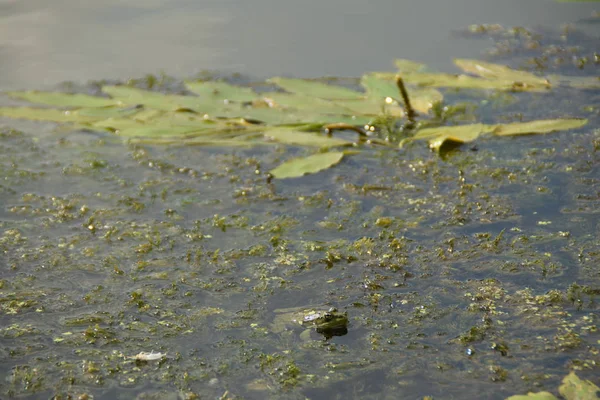 Зелена Жаба Річці Трава Водяні Лілії — стокове фото