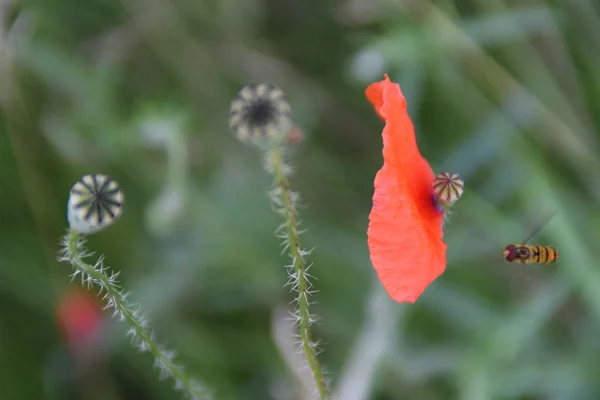 Včely Lítají Pozůstatky Červený Květ Máku — Stock fotografie
