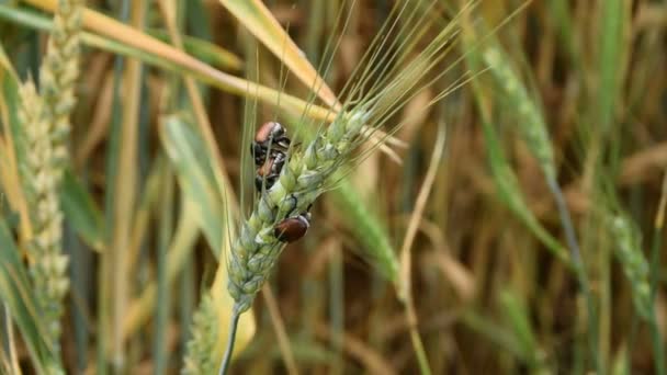 Tree Bugs Grain — Stock Video