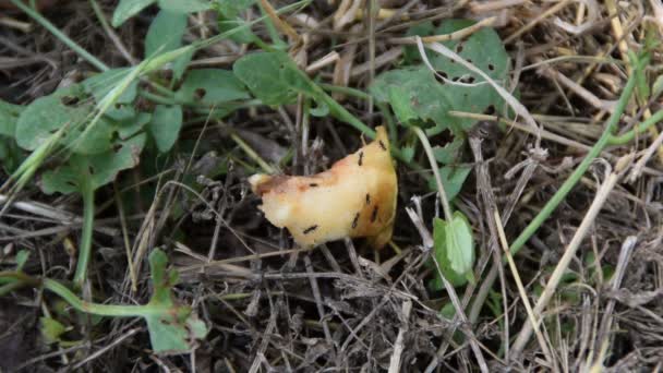 Nourriture Jetée Dans Herbe Est Couverte Fourmis — Video