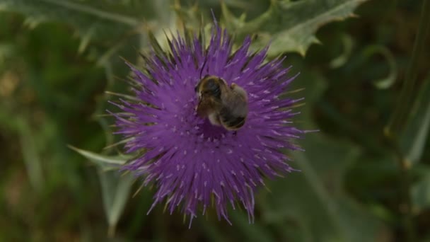 Große Biene Sammelt Pollen Auf Blütenklette — Stockvideo