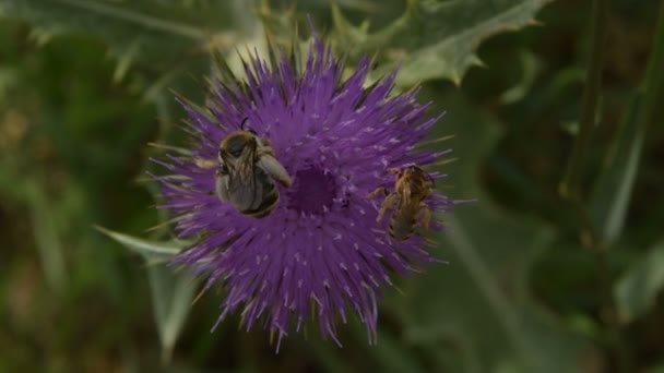 Dwa Rodzaje Pszczoły Zbierają Pyłek Kwiat Łopian — Wideo stockowe