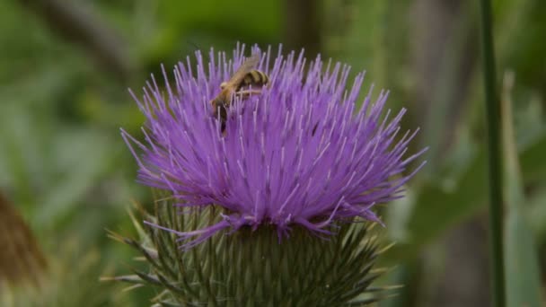 Bienen Sammeln Pollen Auf Blütenklette — Stockvideo