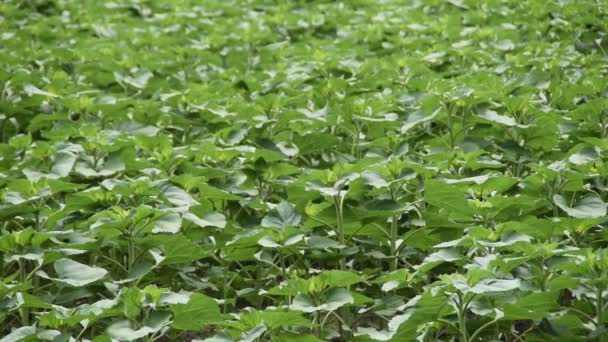 Campo Girasoles Jóvenes — Vídeos de Stock