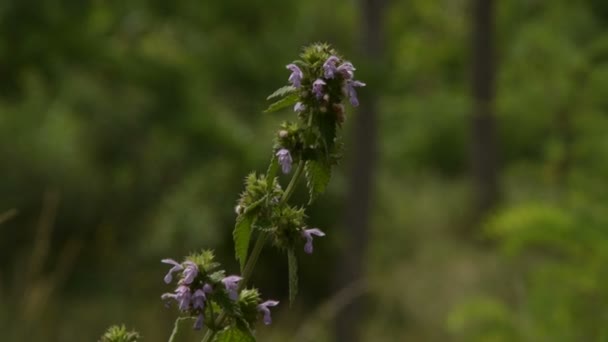 草甸花上的蜜蜂收集蜂蜜花粉 — 图库视频影像