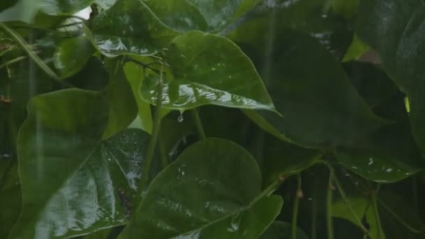 Catalpa Árbol Durante Lluvia — Vídeos de Stock