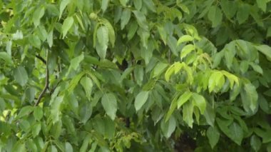 Ceviz ağacı üzerinde yağmur düşüyor